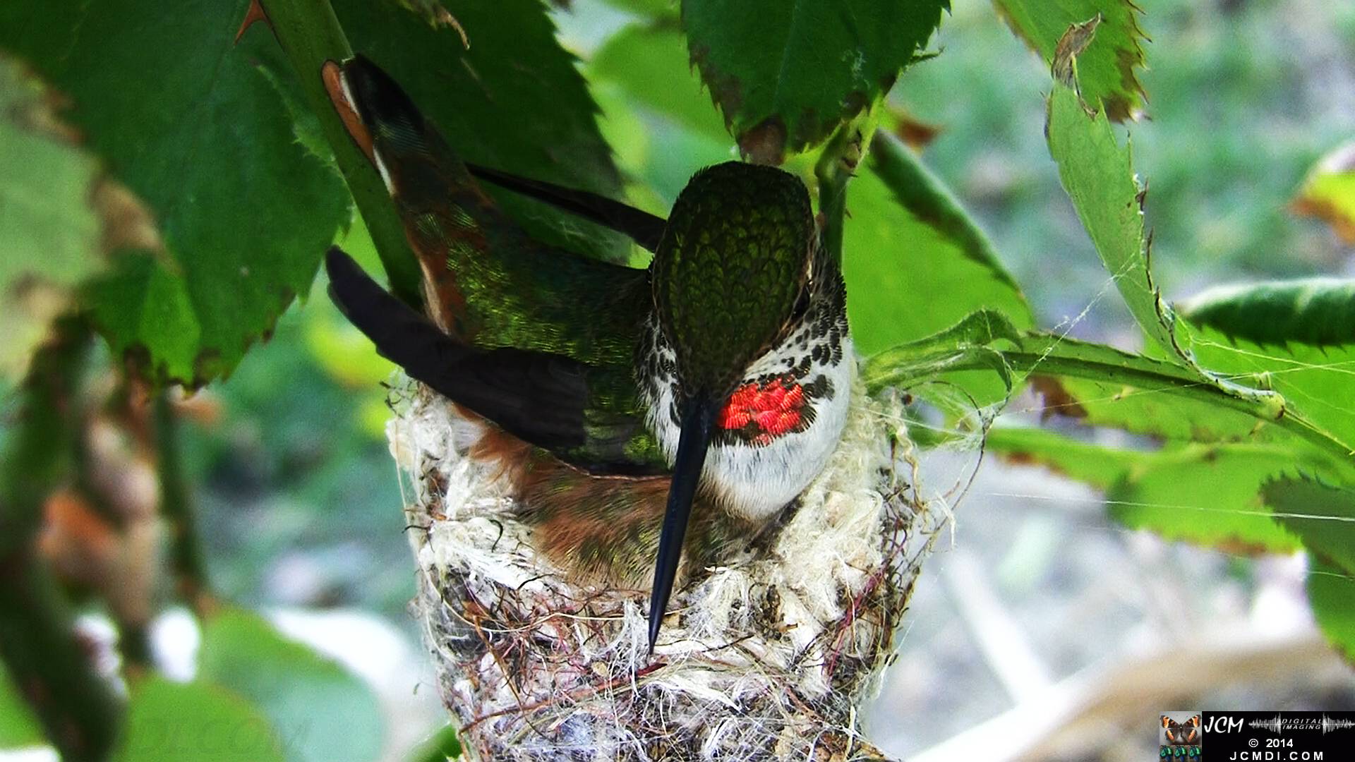 Allen's Hummingbird female in nest 